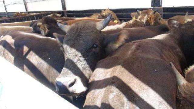 Kurban Sevkiyatında  ter&ouml;r  Korkusu 2