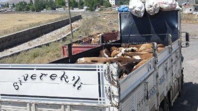 Kurban Sevkiyatında  ter&ouml;r  Korkusu 3