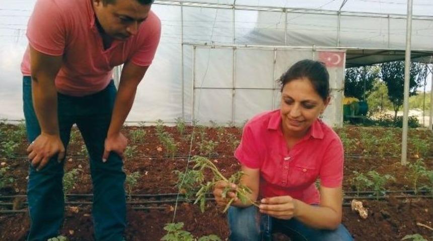 Domotes Fideleri Uzman G&ouml;zetiminde Dikildi
