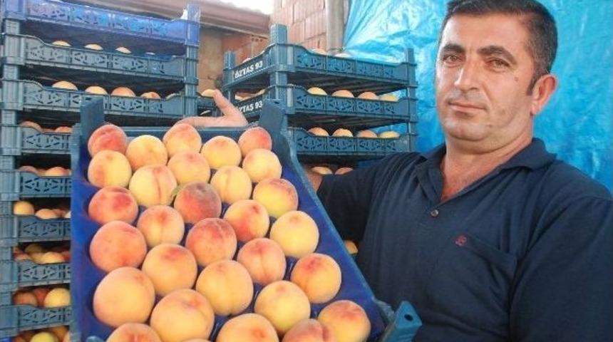 Ter&ouml;r, Şeftali &Uuml;reticisini De Vurdu