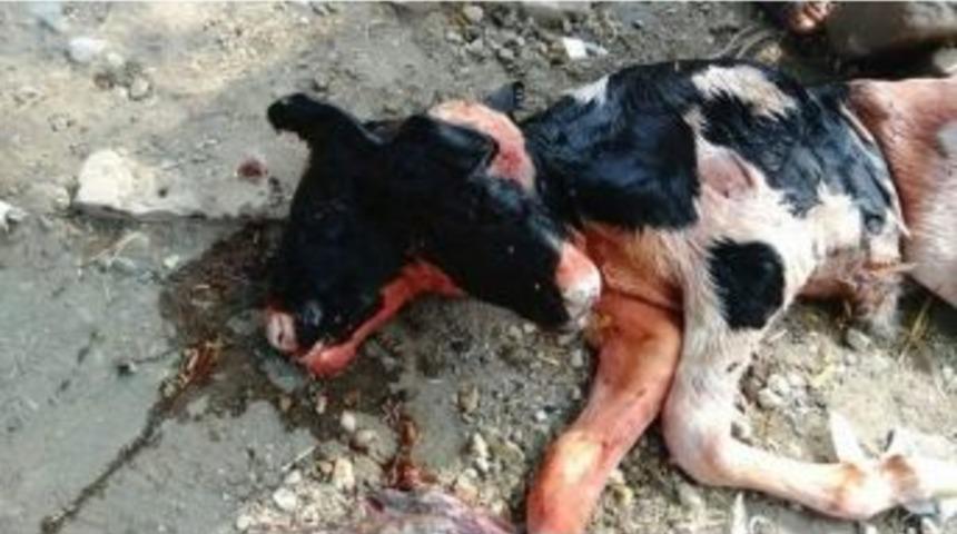 Kozan&rsquo;da &Ccedil;ift Başlı Buzağı Doğdu