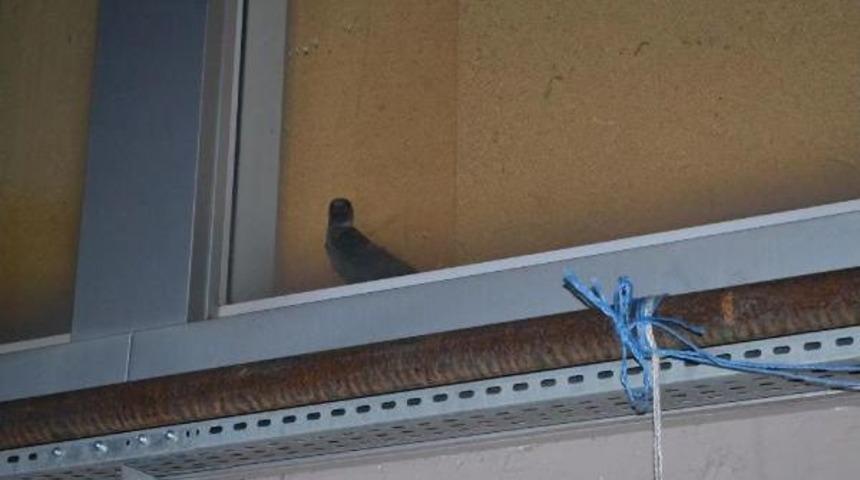 İneg&ouml;l&rsquo;De Fuara Giren Yavru Karga, Camekan Kırılarak Kurtarıldı