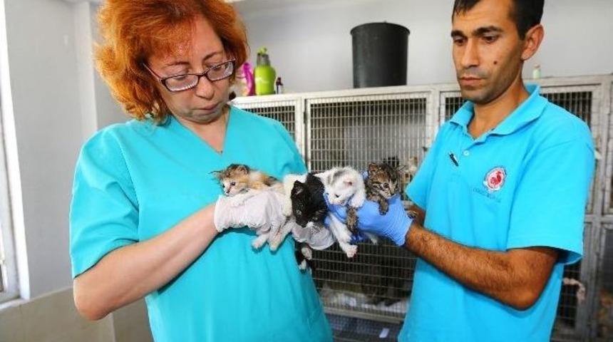 Denizli&rsquo;de Sokak Hayvanları Sahiplendiriliyor