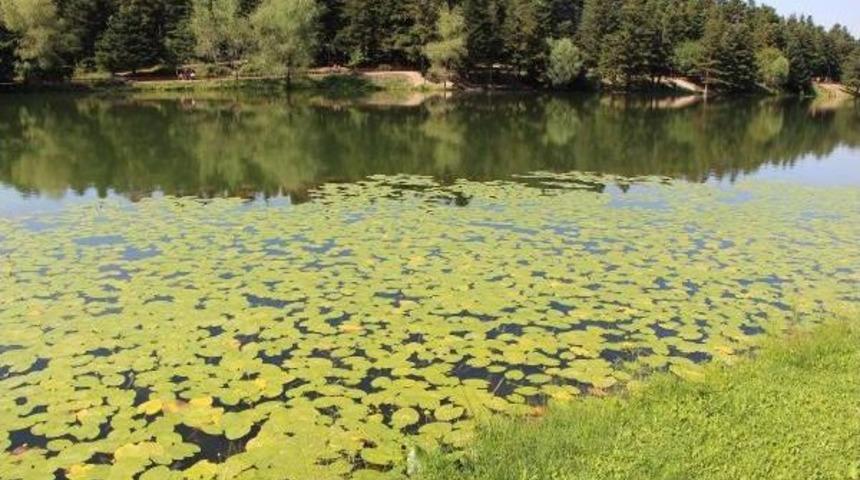 Temizlenen Doğa Harikasının Simgesi Nil&uuml;ferler Ortaya &Ccedil;ıktı