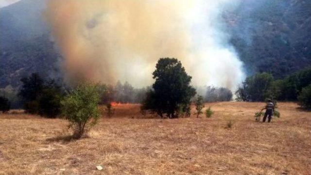 Bingöl'de Orman Yangını