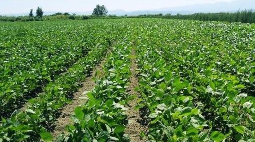 Aydın&rsquo;da Soya Ekim Alanları Arttı