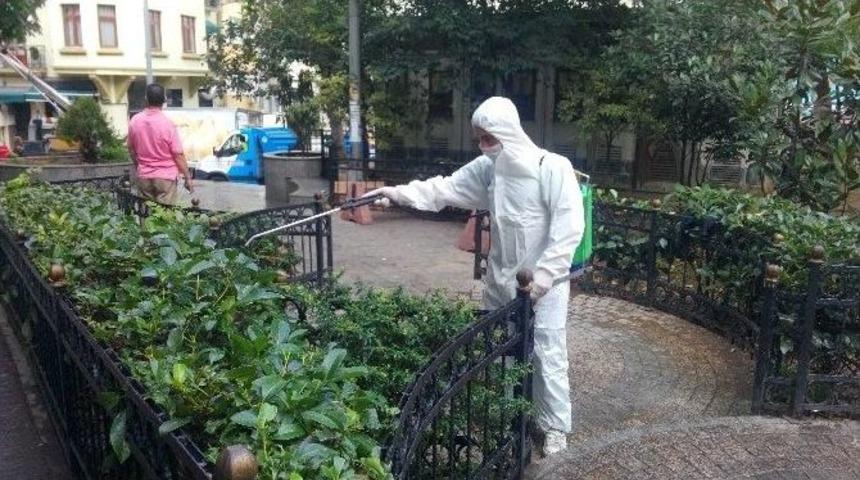Cihangirdeki &ldquo;zehirli Tırtıllara&rdquo; Belediye Ekiplerinden M&uuml;dahale