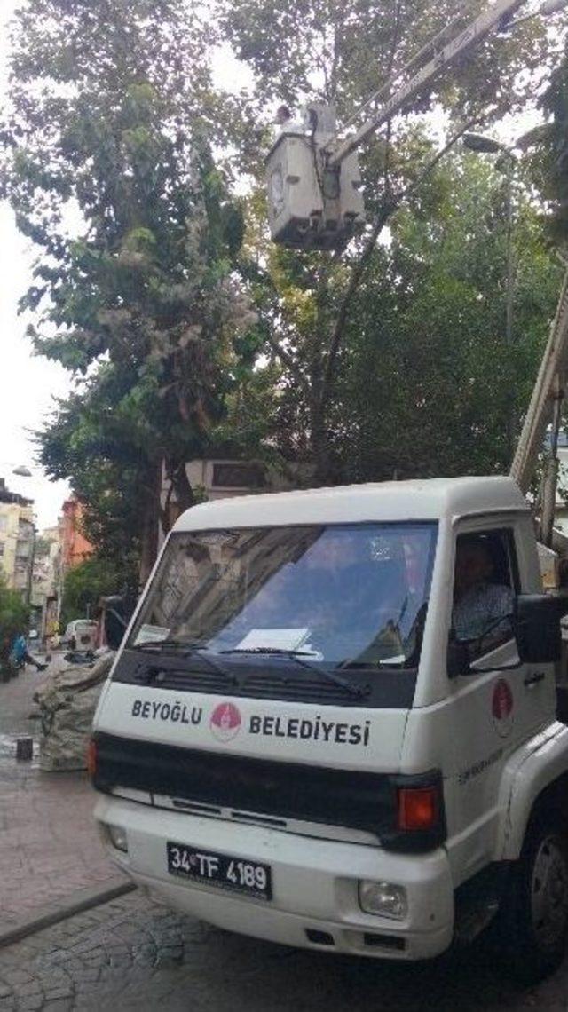 Cihangirdeki “zehirli Tırtıllara” Belediye Ekiplerinden Müdahale