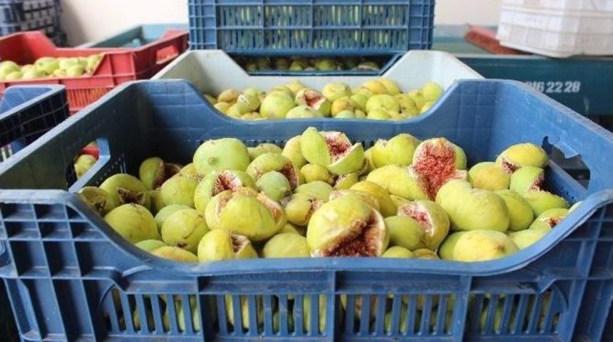 İncir Denizyelini Sevmedi