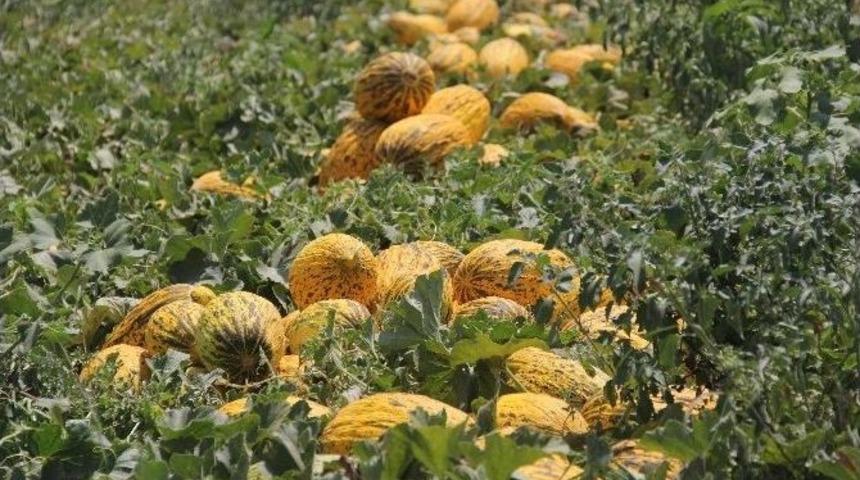 Markette Kilosu 2 Tl&rsquo;den Satılan Kavun Tarlada 20 Kuruş