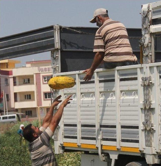 Markette Kilosu 2 Tl’den Satılan Kavun Tarlada 20 Kuruş