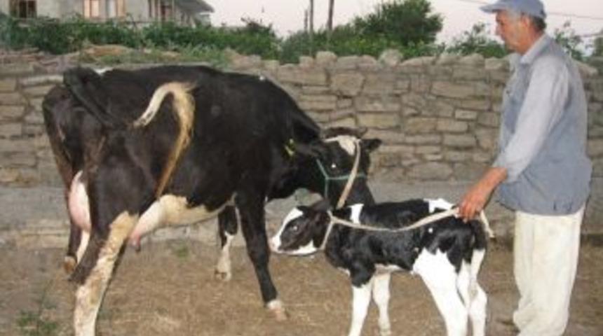 Şap Aşısı Yaptırmayana 7 Bin 321 Tl Ceza