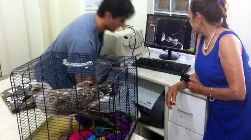 Bodrum'da Martı Kurtarma Operasyonu