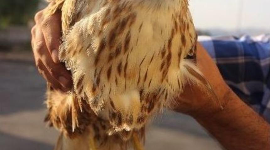 (&ouml;zel Haber) Sıcak Hava Şahini Bayılttı