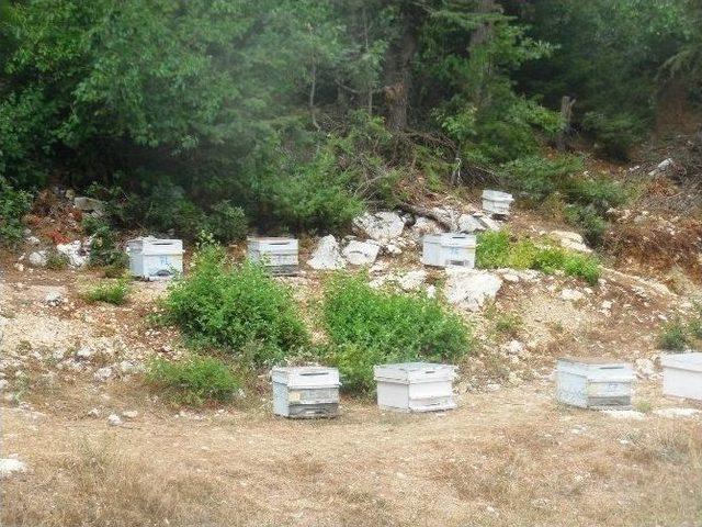 Tüketicinin Ağız Tadı Bal, Üreticinin Yüzünü Güldürdü