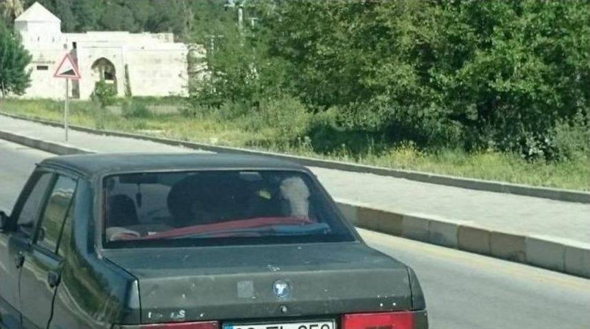 Arabanın Arka Koltuğundaki Buzağı G&ouml;renleri Şaşkına &Ccedil;evirdi