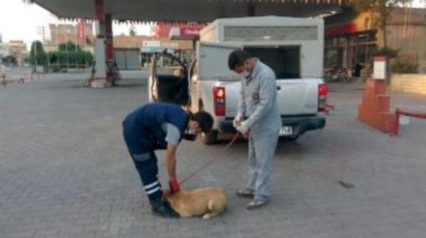 Ceylanpınar&rsquo;da Sahipsiz Hayvanlar Toplatılıyor