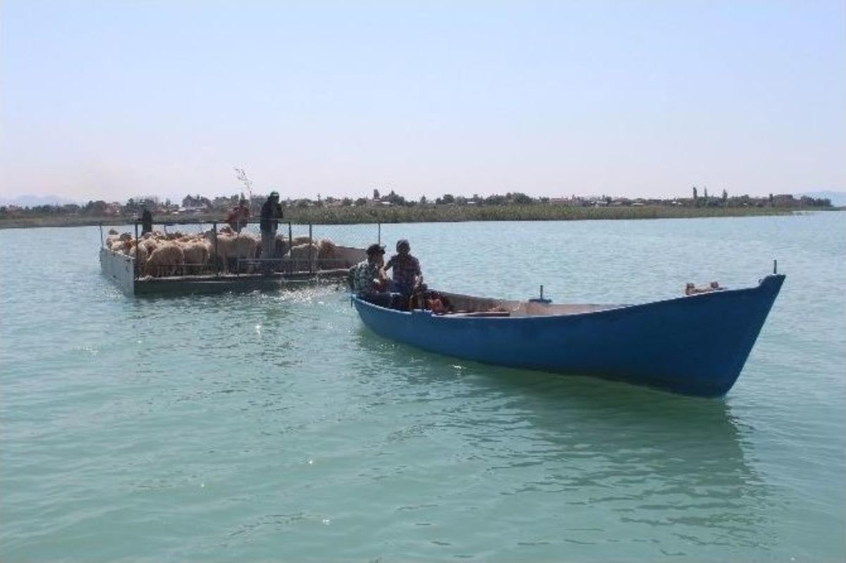 Koyun S&uuml;r&uuml;lerinin G&ouml;lde Sal Yolculuğu