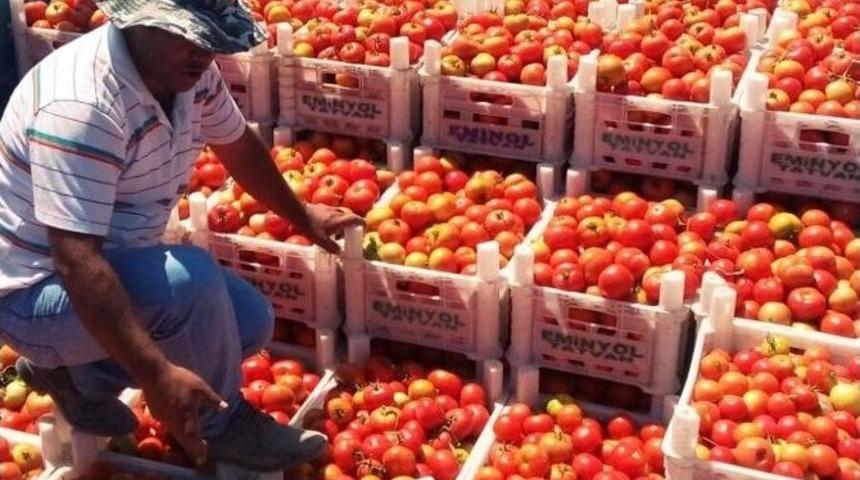 Adilcevaz&rsquo;da Domates Hasadı Başladı