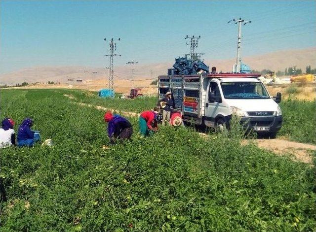 Adilcevaz’da Domates Hasadı Başladı