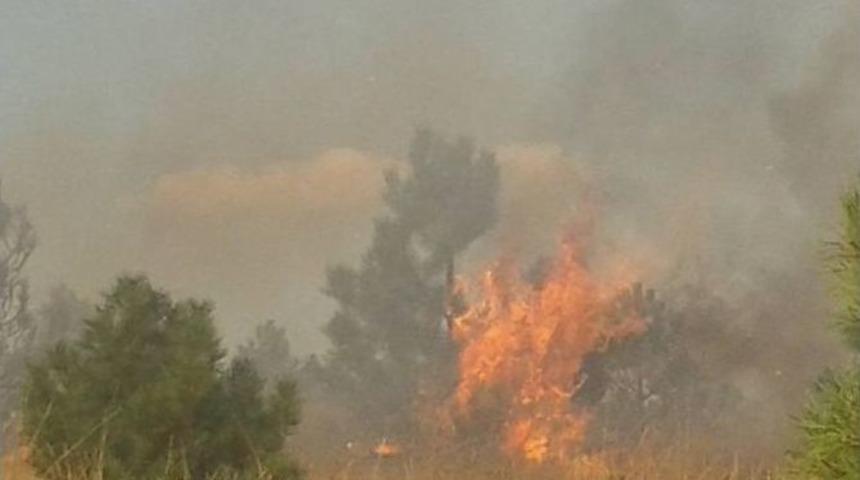 Yaban G&uuml;vercinleri Yangına Neden Oldu