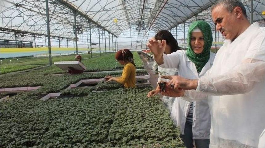 Kumluca’da Örtü Altı Sebze Üretimi İçin Fide Üretimi Başladı