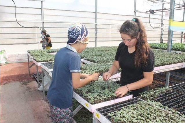 Kumluca’da Örtü Altı Sebze Üretimi İçin Fide Üretimi Başladı