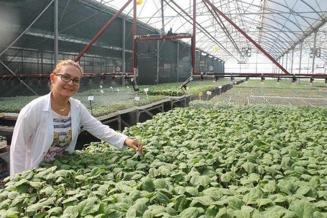 Kumluca’da Örtü Altı Sebze Üretimi İçin Fide Üretimi Başladı