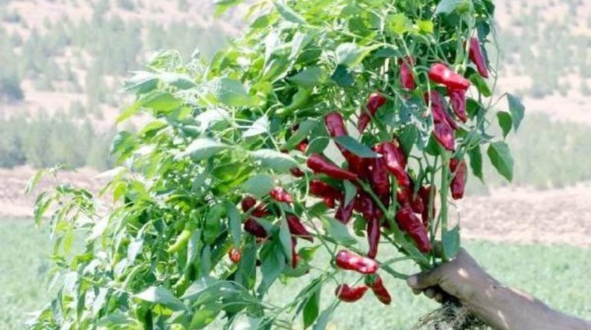 Gaziantep'te Kansorejen Etkisi Olmayan Biber &Uuml;retildi