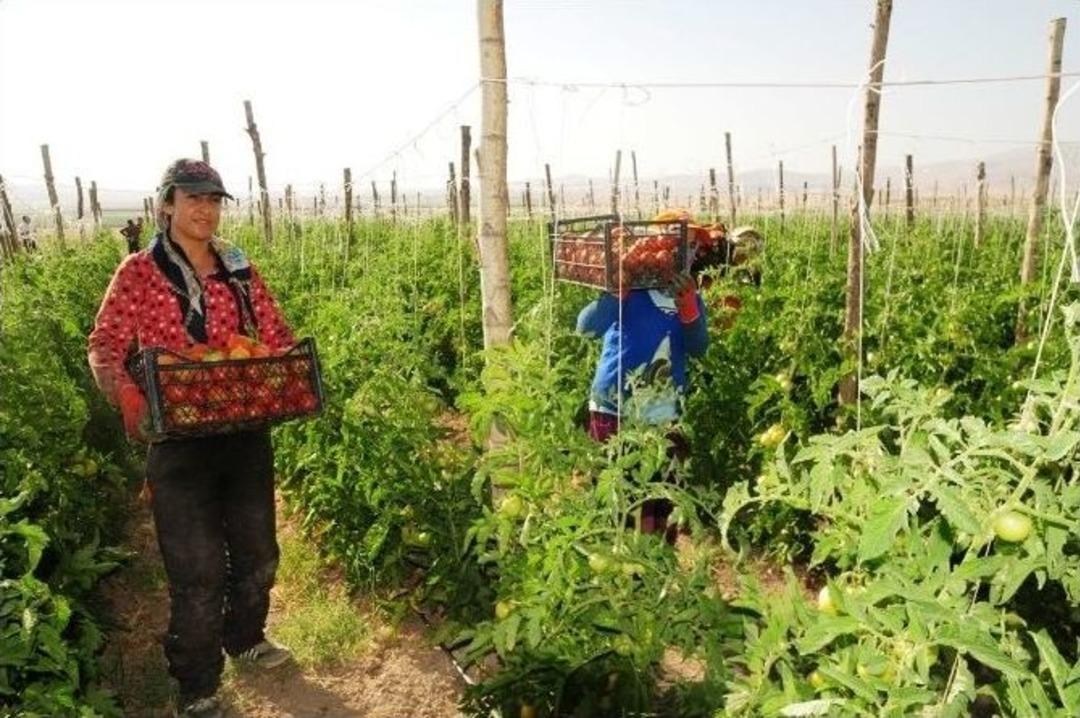 Van&rsquo;da Sebze &Uuml;retimi