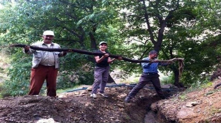 Uzayan Ceviz K&ouml;kleri Beldeyi Susuz Bıraktı