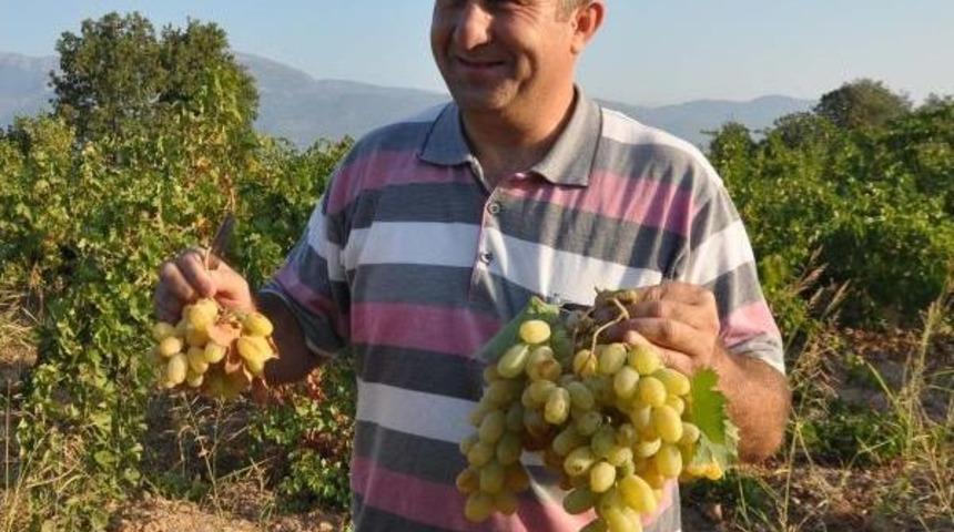 İslahiye'de &Uuml;z&uuml;m Hasadı Başladı