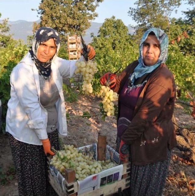 İslahiye'de Üzüm Hasadı Başladı