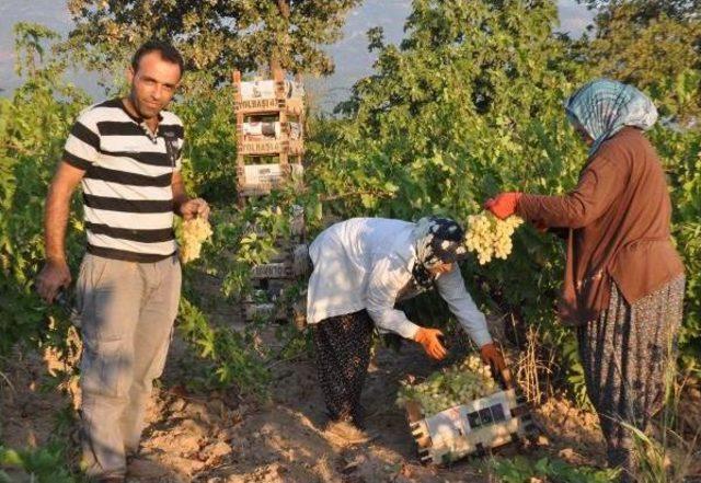 İslahiye'de Üzüm Hasadı Başladı