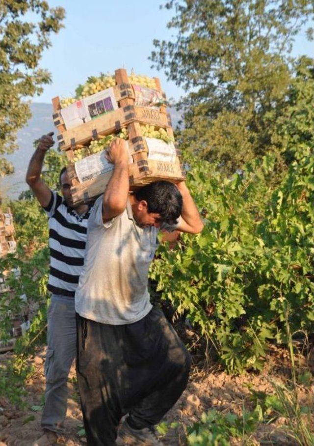 İslahiye'de Üzüm Hasadı Başladı