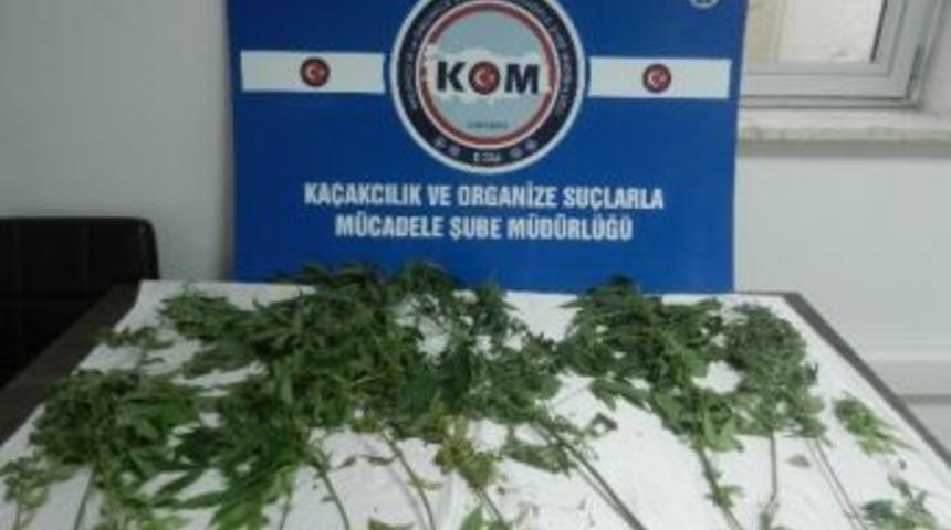 Karabük Emniyetin Kenevir Operasyonu