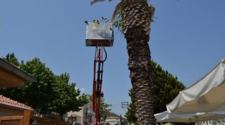 Sel&ccedil;uk&rsquo;ta Yavru Kumru Seferberliği