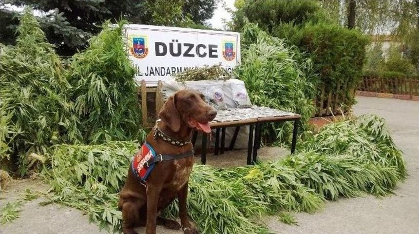 D&uuml;zce&rsquo;de Uyuşturucu Operasyonu