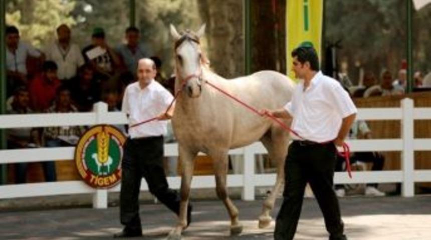 Villa Fiyatına Taylar Kapışıldı