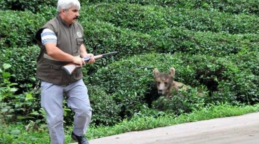 G&uuml;neysu&rsquo;Da Yaralı Ayı Paniği