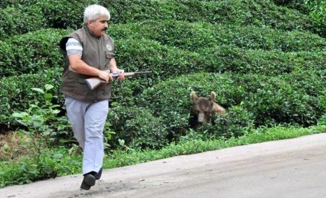 Güneysu’Da Yaralı Ayı Paniği