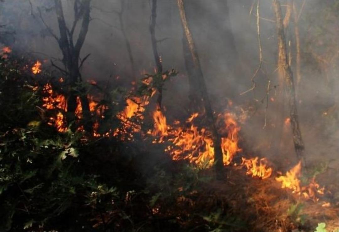 Erdek&rsquo;te Orman Yangını