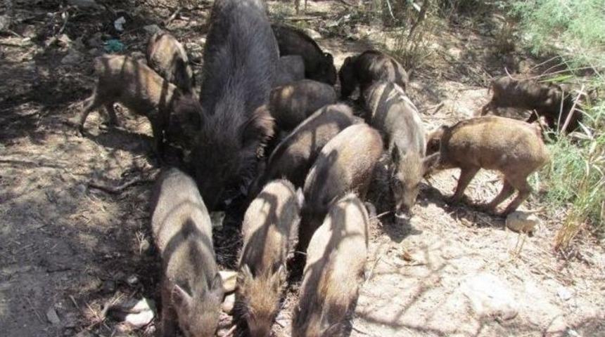 Aydın &Ccedil;ift&ccedil;isine Domuzlar Musallat Oldu