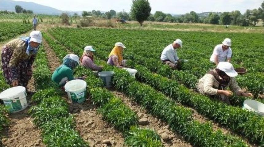 Turşuluk Acı Biber İvrindili &Ccedil;ift&ccedil;inin Y&uuml;z&uuml;n&uuml; G&uuml;ld&uuml;rd&uuml;