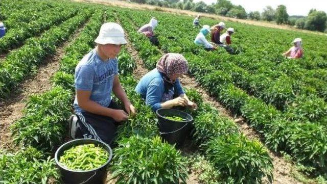 Turşuluk Acı Biber İvrindili Çiftçinin Yüzünü Güldürdü