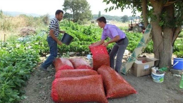 Turşuluk Acı Biber İvrindili Çiftçinin Yüzünü Güldürdü