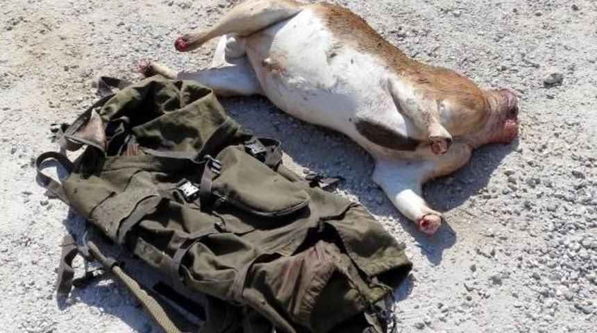 Ka&ccedil;ak Avcılara Ceza Yağdı