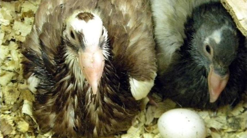 İskenderun G&uuml;vercinine &lsquo;fiziksel&rsquo; Tanımlama