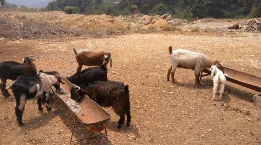 Keçilere Tuz Yalatarak Verim Sağlıyorlar