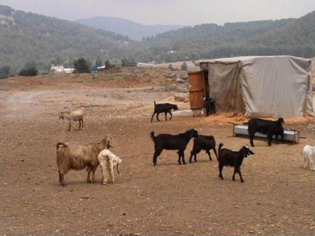 Keçilere Tuz Yalatarak Verim Sağlıyorlar